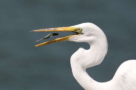 koparko ładowarka Bydgoszcz