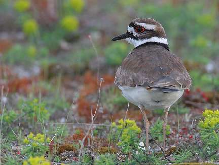 fotowoltaika Lubniewice