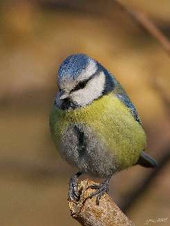 border collie Olsztyn