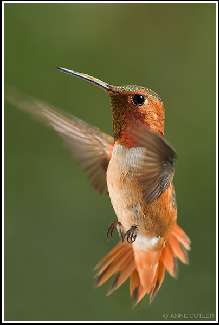 usługi koparką Bydgoszcz usługi koparką Bydgoszcz