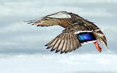 brukarstwo Bydgoszcz