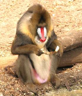 Witnica fotowoltaika