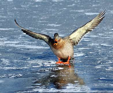 usługi koparko ładowarką w Bydgoszczy