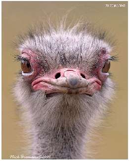 usługi koparko-ładowarką Bydgoszcz