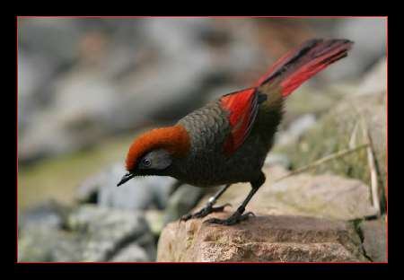 Srem firma brukarska