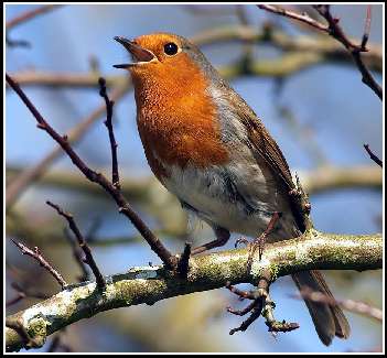 hodowle border collie Warszawa