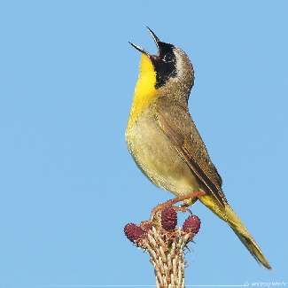 układanie płyt chodnikowych Bydgoszcz