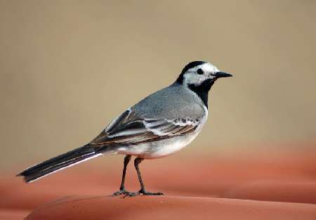ukladanie pozbruku Bydgoszcz