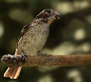 ziemia do ogrodu bydgoszcz