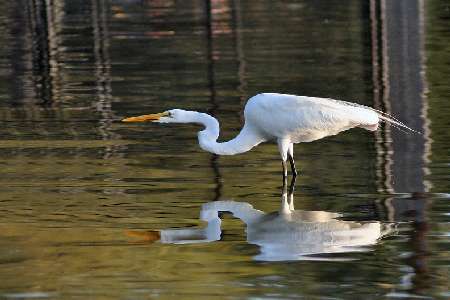 koparko ładowarka Bydgoszcz