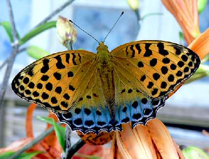 układanie kostki brukowej Bydgoszcz