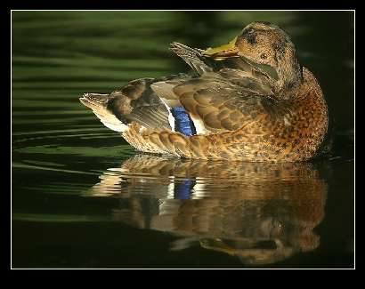 Bydgoszcz tanie ukladanie kostki brukowej
