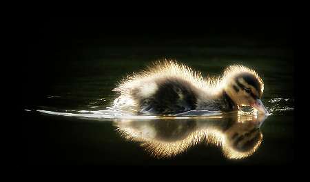 układanie bruku Kalisz