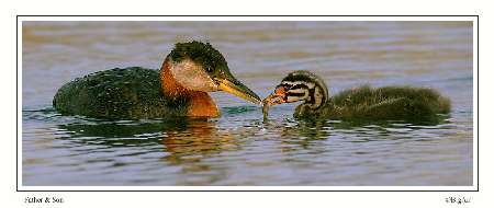 układanie granitowej kostki brukowej Kalisz Wielkopolski