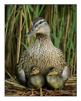 układanie kostki brukowej w Kórniku