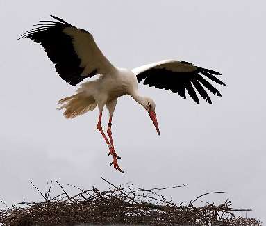 Kalisz Wielkopolski ukladanie polbruku