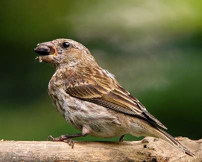 układanie kostki brukowej Bydgoszcz