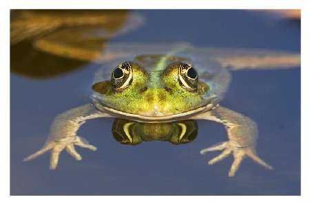 border collie hodowle