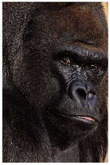 układanie kostki Chodzież