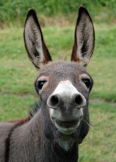 Szamocin firmy brukarskie