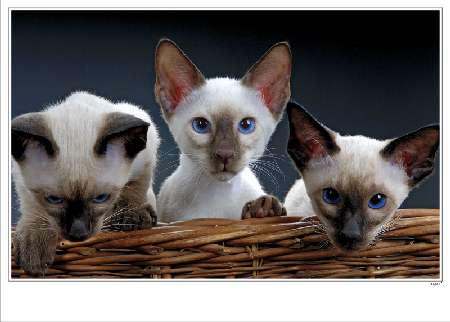 panele fotowoltaiczne Nysa