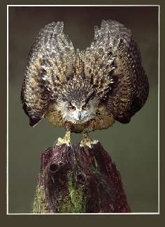 usługi koparką Bydgoszcz