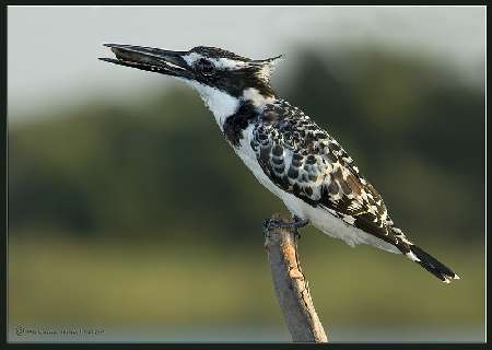 Poznan ukladanie kostki brukowej