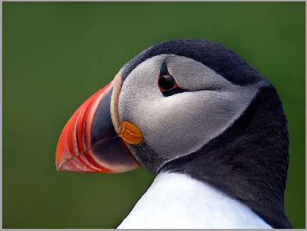 border collie hodowle