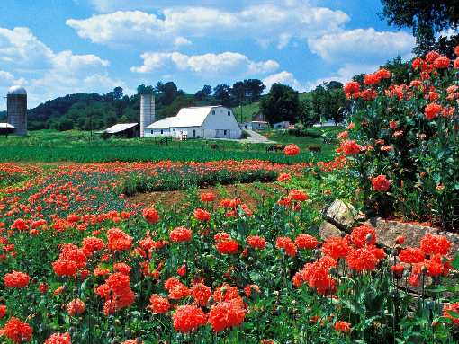 kostka brukowa Czarnkow