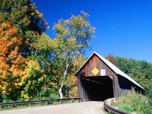 hodowla border collie