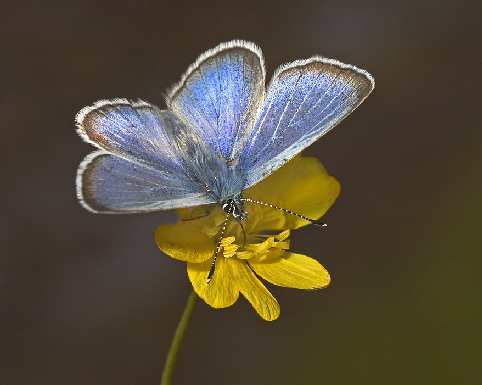 Gdańsk border collie z rodowodem