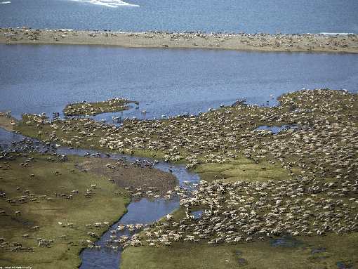border collie Szczecin