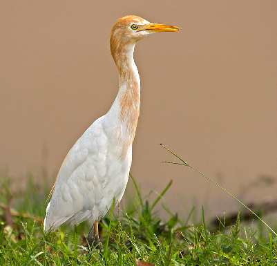 usługi koparką Bydgoszcz