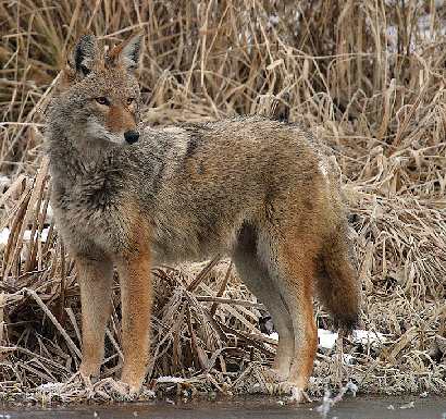 układanie kostki Piła