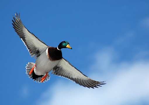 hodowla border collie Zabrze