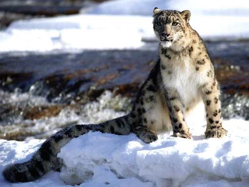 border collie Toruń