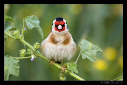 Bydgoszcz ukladanie kostki brukowej opinie