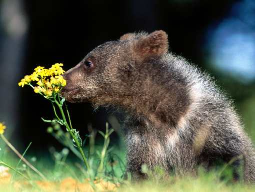 Bydgoszcz usługi koparką