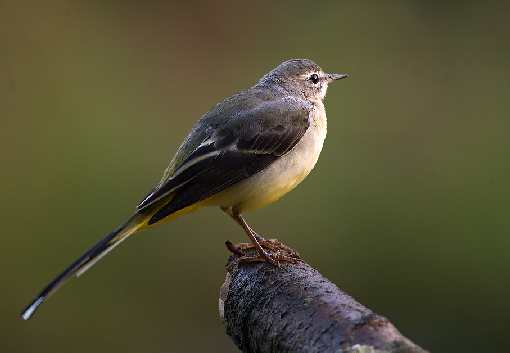fotowoltaika Ślesin