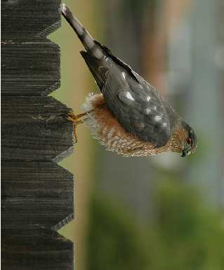 Grudziądz układanie polbruku