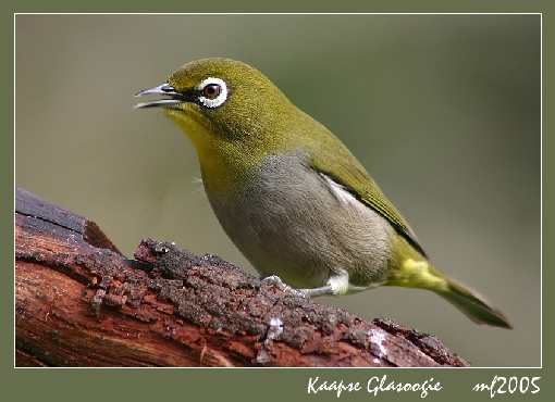 Leszno układanie kostki brukowej