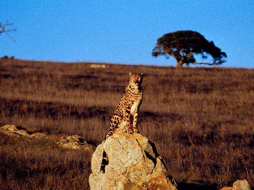 Łódź border collie cena