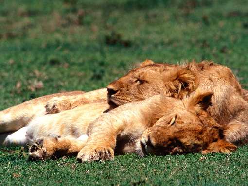 Bydgoszcz firma brukarska