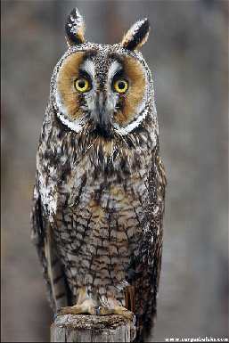 Układanie polbruku Piła tanio