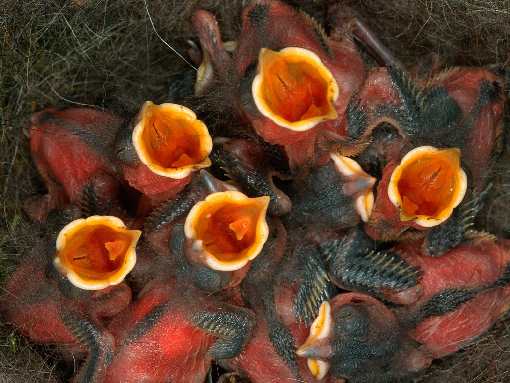 układanie kostki Bydgoszcz