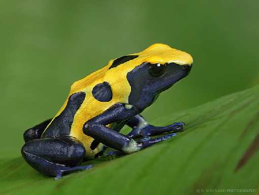 hodowle border collie Rybnik