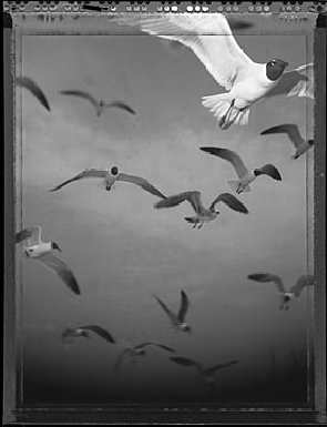 Bielsko Biała border collie z rodowodem