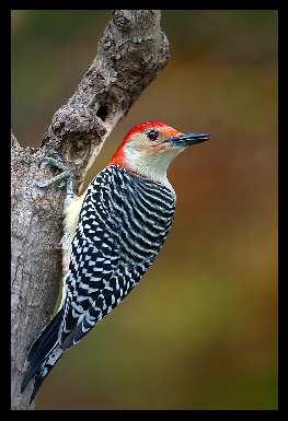 Wrocław układanie bruku