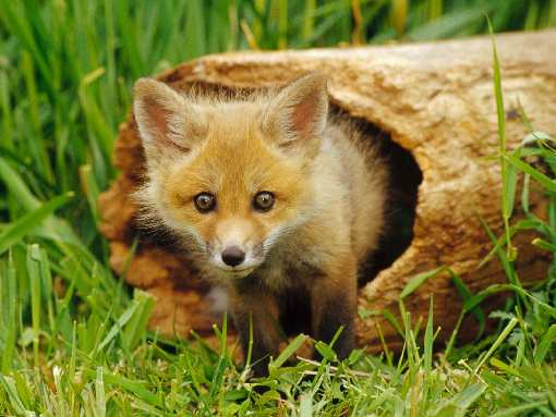ukladanie polbruku Grodzisk Wielkopolski