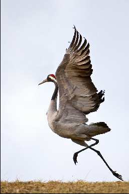 układanie kostki brukowej Bydgoszcz